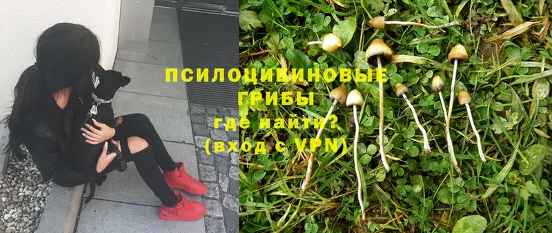 Галлюциногенные грибы Psilocybine cubensis  Каменка 